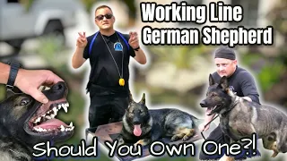 WORKING LINE GERMAN SHEPHERD... SHOULD YOU GET ONE?!