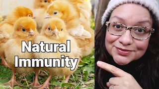 STOP this Deadly Chick Disease IN ITS TRACKS 🐔😷❤️