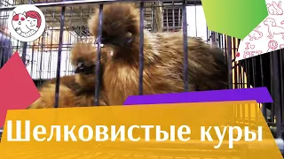 Порода  кур ШЕЛКОВИСТЫЕ Агропромышленная выставка Золотая  осень 2016 iLikePet