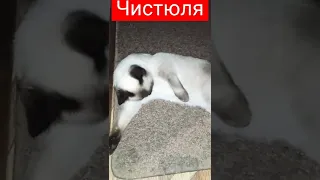 Сиамская кошка в квартире.Воспитание и дрессировка в Донецке.#днр #донецк #война #россия #украина