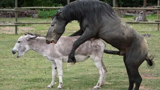 5 June 2023 Horse Mating Donkey - Donkeys Breeding - Animals Mating Compilation