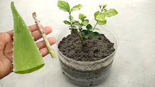 Grow jasmine faster using natural rooting hormone | Best natural rooting hormone for any cuttings