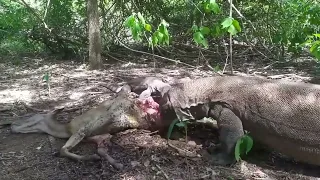 Komodo Dragon eats a healthy pregnant deer and baby deer. WARNING: GRAPHIC CONTENT