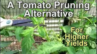 An Alternative Tomato Pruning Method for Higher Yields: Topping off Tomato Suckers for More Tomatoes