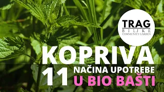 KOPRIVA (lat. Urtica dioica) - 11 NAČINA UPOTREBE U BIOBAŠTI (2021) [TRAG BILJKE]