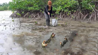 Catching A Lot Of King Mud Crabs In Mud Sea after Water Low Tide