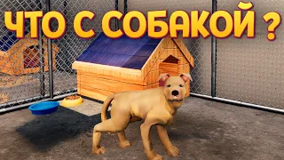 ЧТО С СОБАКОЙ ?