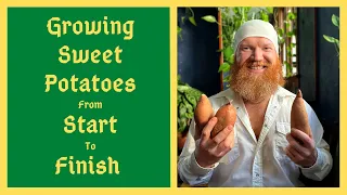 The Ultimate Food Security Crop - How To Grow Sweet Potatoes Almost Anywhere