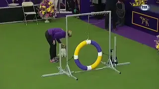 Brutal Speed. Gabby The Papillon Dominants In Record Time In Agility Course