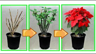 CHRISTMAS STAR, THE TRICK TO MAKE IT RESUSCITATE AND FLOWER, EUPHORBIA PULCHERRIMA, POINSETTIA CURE