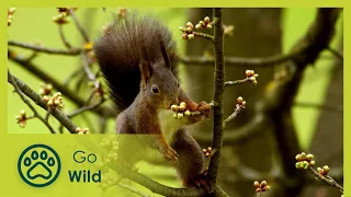 Mixed Orchard, Spring and Summer | Fascinating Places | Go Wild