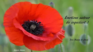 ÉMOTIONS AUTOUR DU COQUELICOT