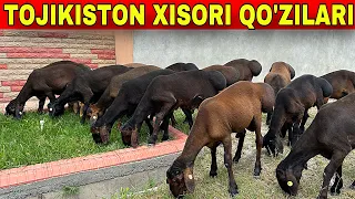 ☎️99-060-68-87 TOJIKISTON XISORI QO'ZILAR DEXQON AKAMIZDAN