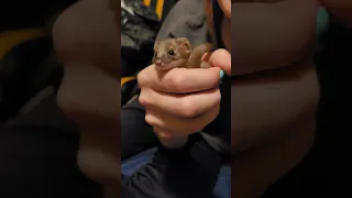 Baby weasel gets bedtime kisses