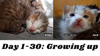 Day 1 to 30: Growing up Kittens. Milk's Family. Cute Kitten. Funny Kitten