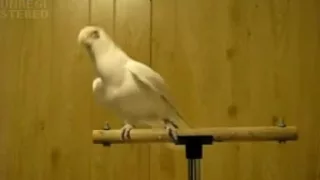 Dancing Parrot