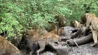 Hyenas challenge a lion pride until its male lion arrives