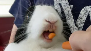 rabbit HATES being picked up