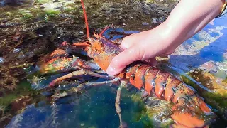 Mysterious uninhabited coast. The seafood is huge, delicious, and lots of beautiful gems