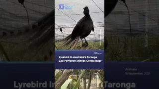 LyreBird In Australia’s Taronga Zoo Perfectly Mimics Crying Baby