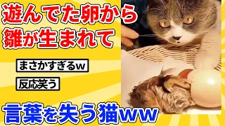 【2ch動物スレ】卵から命が誕生したことを理解してフリーズする猫ｗｗｗｗｗ