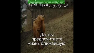 Коран Сура Аль-Ала | 87:16 | Чтение Корана с русским переводом | Quran Translation in Russian
