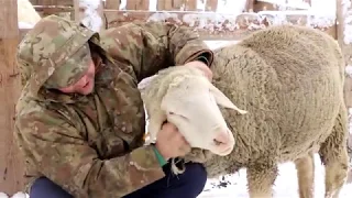 Совет ветеринара по совместному содержанию овец  и кур. Наша овцеферма.