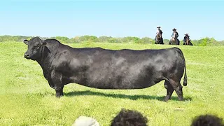 Посмотрите, На Что Способна Самая Большая Корова в Мире