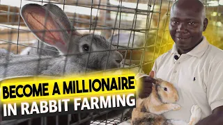 How To Start A Rabbit Farm in Nigeria | Everything About Rabbit Farming