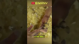 Proboscis Ribbon Worm, Sea Worms With Unique Abilities