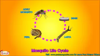 Life Cycle  Video for Kids - Science Learning  from makemegenius.com