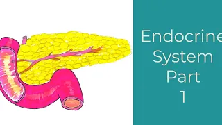 The Endocrine System-Part 1 (Leaving Cert Biology)