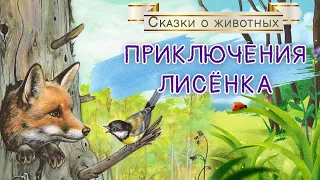 🦊Сказки на ночь - Приключения лисенка - Аудиосказки о животных