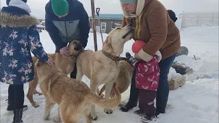 Семья выбирает щенка для подсобного хозяйства (Армянский Гампр )