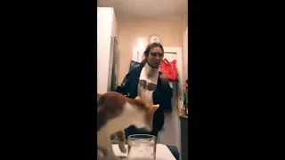 Fur-tastic Follies: Hilarious Dogs and Cats Comedy Compilation