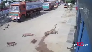 Leopar saldırısından son anda kurtuldu... Korku dolu anlar kamerada