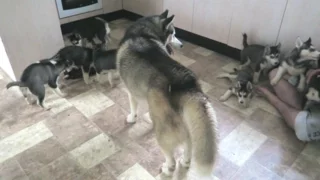 SIBERIAN HUSKY DAD PLAYING WITH HIS 9 PUPPIES FOR THE SECOND TIME | 7 WEEKS OLD!