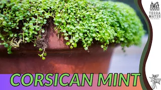 Growing CORSICAN MINT: Quick Tips for (Mentha requienii)