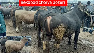 Yangiqo’rg’on Bekobod chorva bozori buqalari. 20 01 2024.