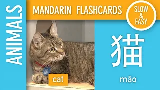 Learn to Speak Mandarin: Animal Flashcards [Slow] for Kids