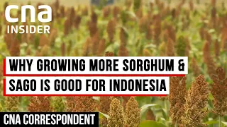 How Indonesia Is Diversifying Its Crop Production For Food Security | CNA Correspondent