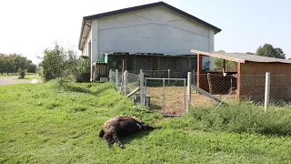 Cadelbosco Sopra, i lupi uccidono due pecore in un recinto