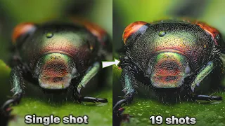 Tips To Improve Your Focus Stacking Skills