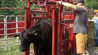 THIS COULD HAVE BEEN BAD...Cows go through working chute for the first time!