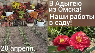 Наша жизнь в станице после переезда/Колеусы в кашпо/Клен раскрасился/