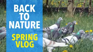 Racing Pigeons Back to Nature