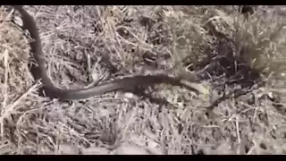 Deadly king brown snake launches itself through air at camera