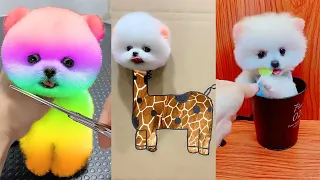 Tik Tok Chó Phốc Sóc Mini 😍 Funny and Cute Pomeranian #230