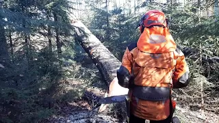 Felling trees with a chainsaw with the help of Harvester THE BEST VIDEO