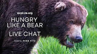 Hungry Like a Bear | Brooks Live Chat